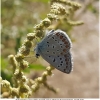 polyomm icarus male5 don